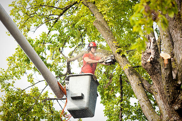 Best Storm Damage Tree Cleanup  in Lake Mary Jane, FL