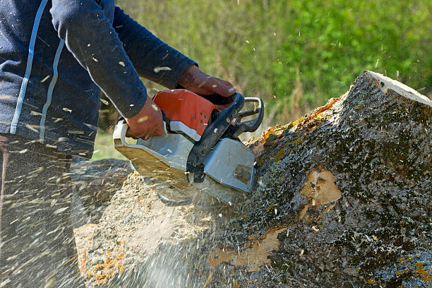 Best Palm Tree Trimming  in Lake Mary Jane, FL