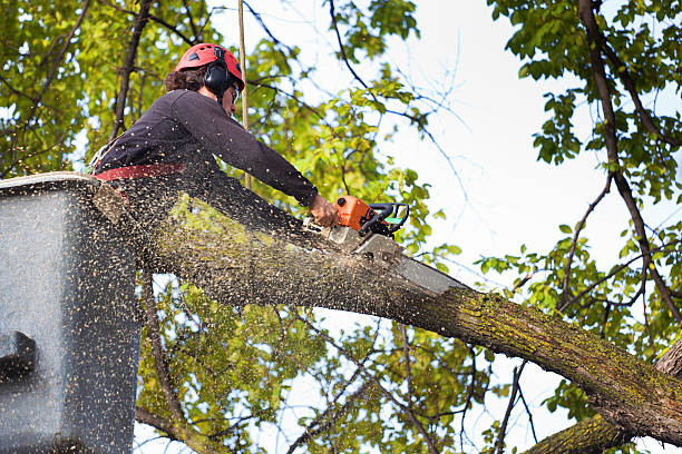 Best Utility Line Clearance  in Lake Mary Jane, FL